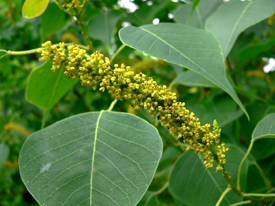 {Triadica sebifera}